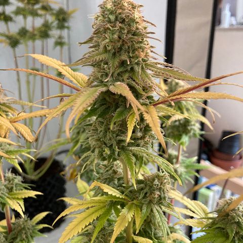 Mimosa x Orange Punch II growlog timeline photo