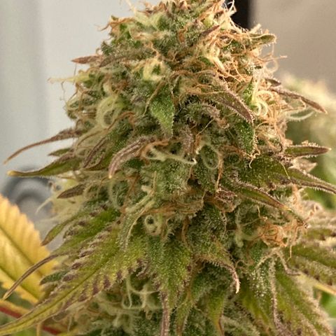 Mimosa x Orange Punch II growlog timeline photo
