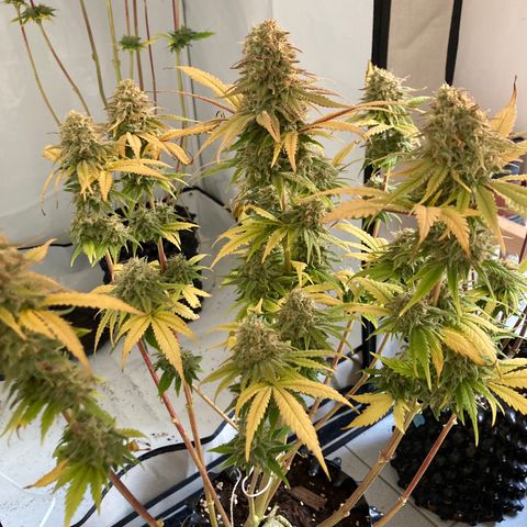 Mimosa x Orange Punch II growlog timeline photo