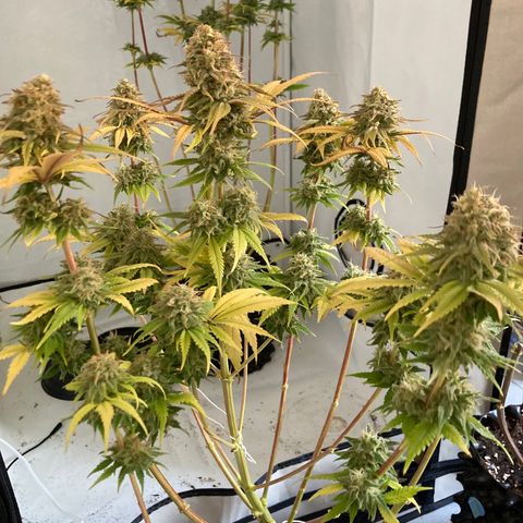 Mimosa x Orange Punch II growlog timeline photo