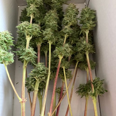 Mimosa x Orange Punch II growlog timeline photo