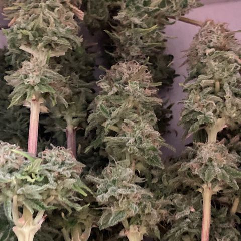Mimosa x Orange Punch II growlog timeline photo