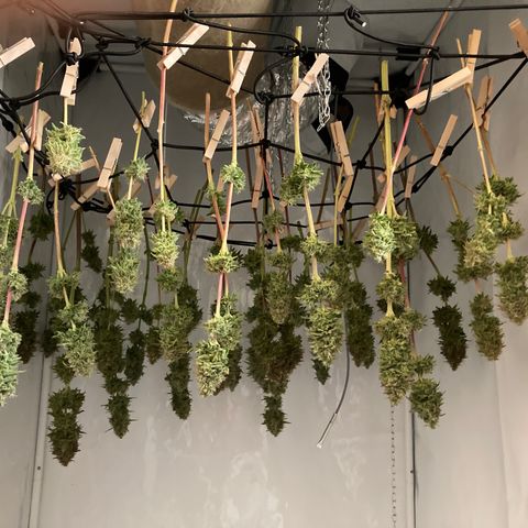 Clementine growlog timeline photo