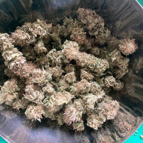 Mimosa x Orange Punch II growlog timeline photo