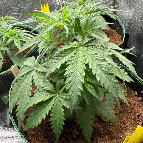 HulkBerry Automatic growlog timeline photo