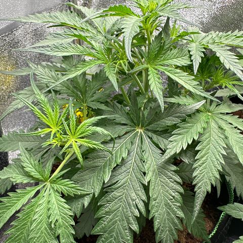 HulkBerry Automatic growlog timeline photo