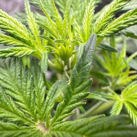 HulkBerry Automatic growlog timeline photo