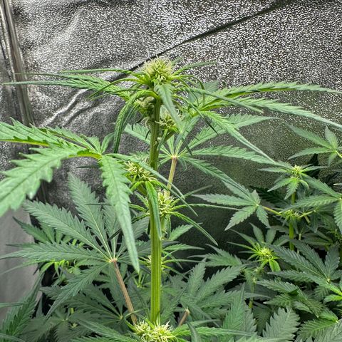 HulkBerry Automatic growlog timeline photo