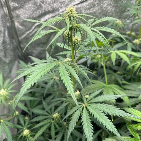 HulkBerry Automatic growlog timeline photo