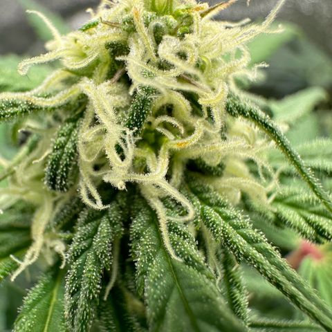 HulkBerry Automatic growlog timeline photo