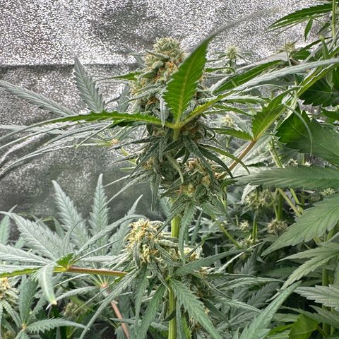 HulkBerry Automatic growlog timeline photo