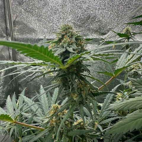 HulkBerry Automatic growlog timeline photo