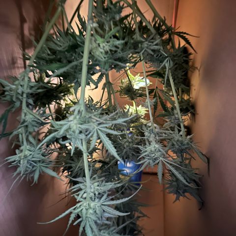 HulkBerry Automatic growlog timeline photo