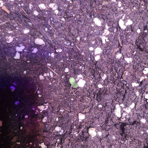 Sweet Seeds Mix growlog timeline photo