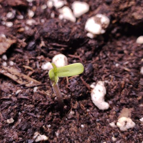 Sweet Seeds Mix growlog timeline photo