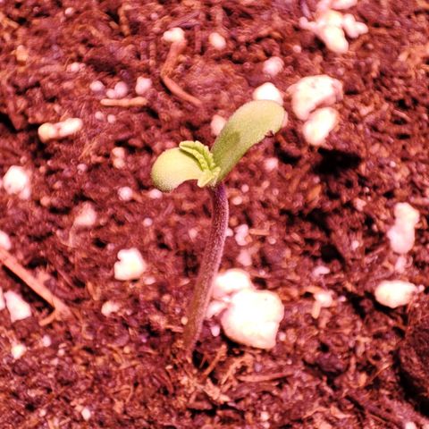 Sweet Seeds Mix growlog timeline photo