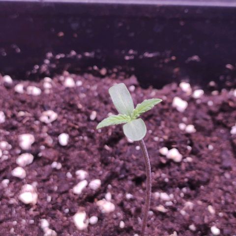 Sweet Seeds Mix growlog timeline photo