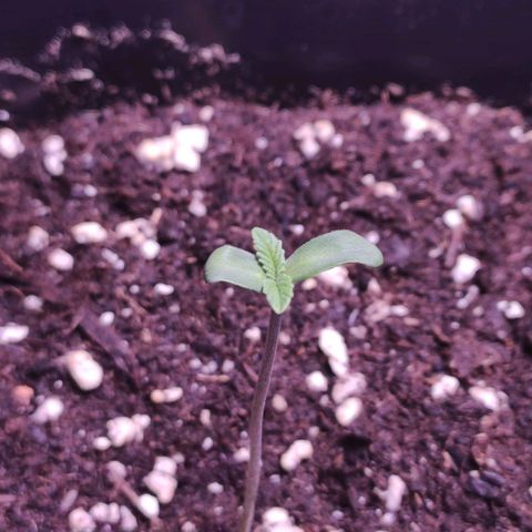 Sweet Seeds Mix growlog timeline photo