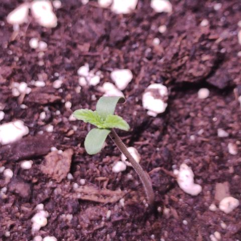 Sweet Seeds Mix growlog timeline photo