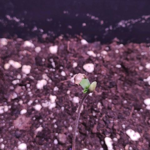Sweet Seeds Mix growlog timeline photo