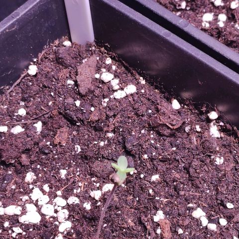 Sweet Seeds Mix growlog timeline photo