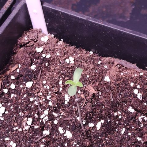 Sweet Seeds Mix growlog timeline photo
