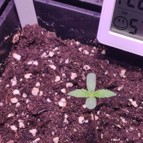 Sweet Seeds Mix growlog timeline photo