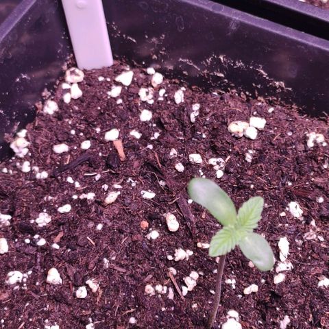 Sweet Seeds Mix growlog timeline photo