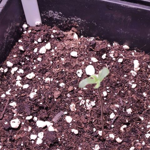 Sweet Seeds Mix growlog timeline photo