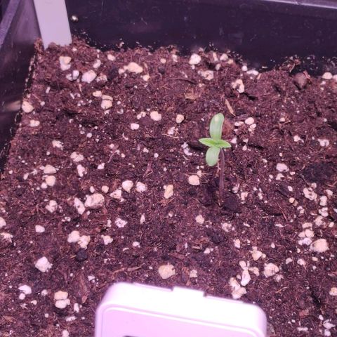 Sweet Seeds Mix growlog timeline photo