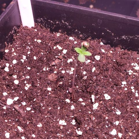Sweet Seeds Mix growlog timeline photo