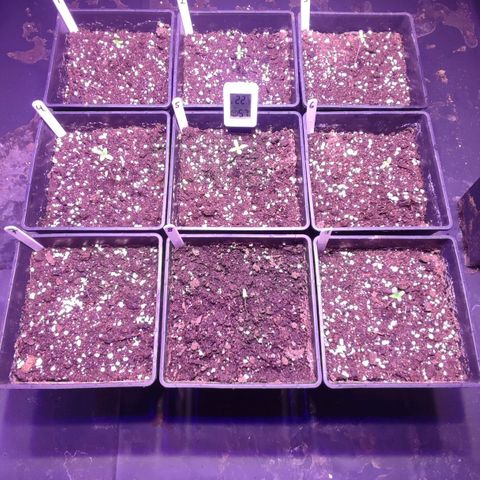Sweet Seeds Mix growlog timeline photo