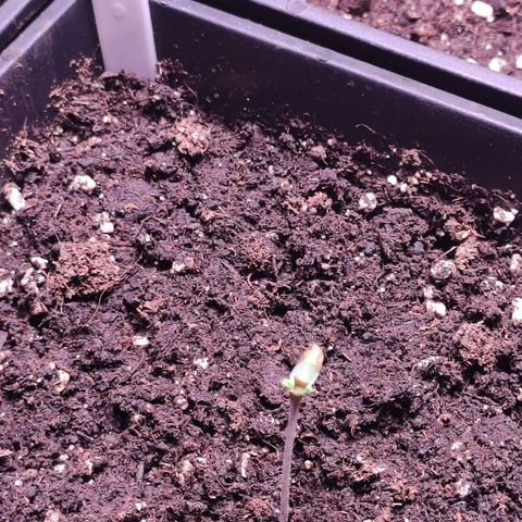 Sweet Seeds Mix growlog timeline photo
