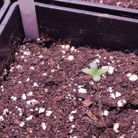 Sweet Seeds Mix growlog timeline photo