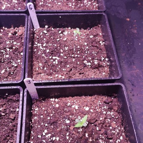Sweet Seeds Mix growlog timeline photo
