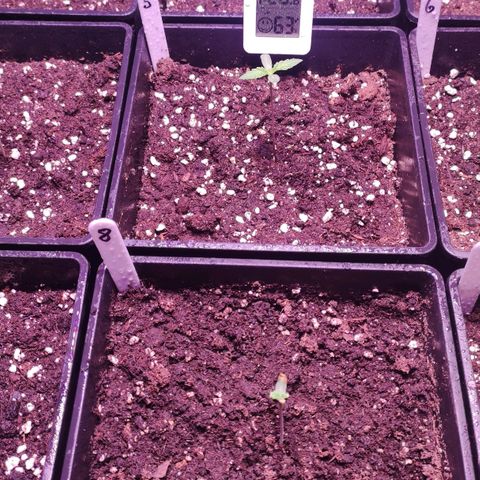 Sweet Seeds Mix growlog timeline photo