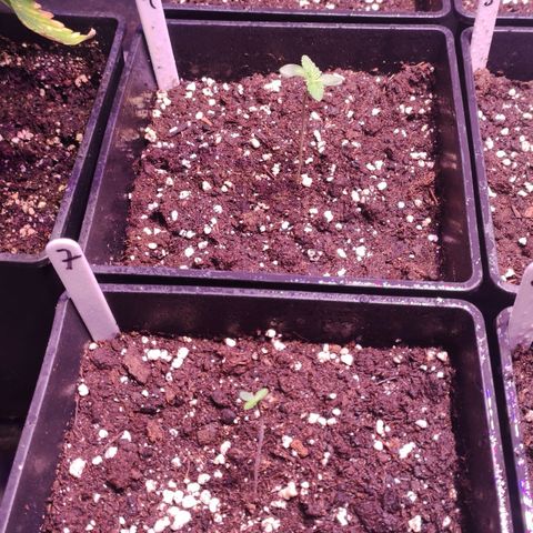 Sweet Seeds Mix growlog timeline photo