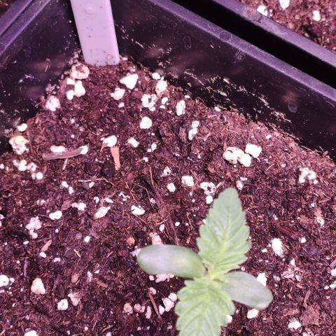 Sweet Seeds Mix growlog timeline photo