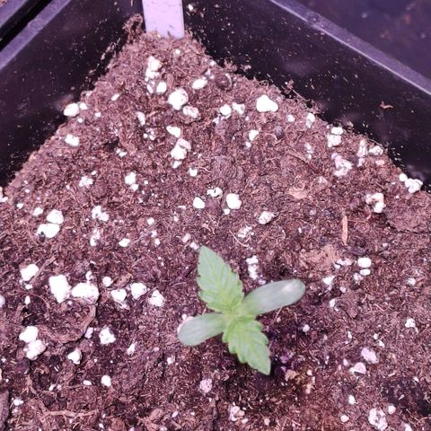 Sweet Seeds Mix growlog timeline photo