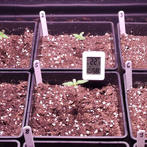 Sweet Seeds Mix growlog timeline photo