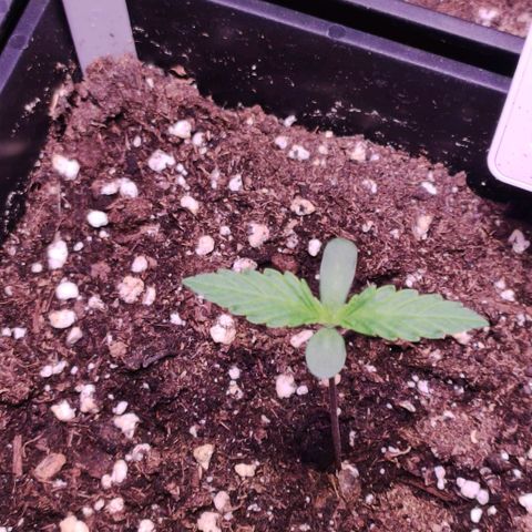 Sweet Seeds Mix growlog timeline photo