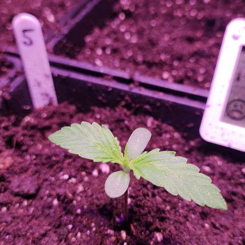 Sweet Seeds Mix growlog timeline photo