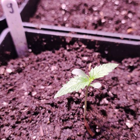 Sweet Seeds Mix growlog timeline photo