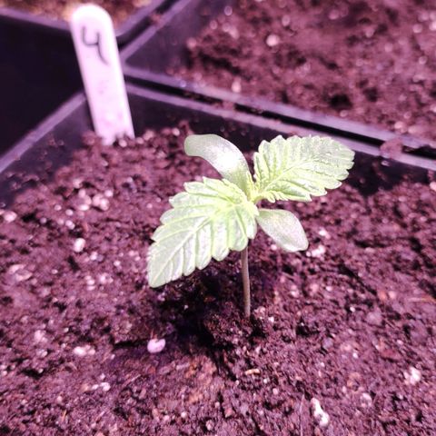 Sweet Seeds Mix growlog timeline photo