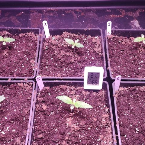 Sweet Seeds Mix growlog photo: Bis jetzt läuft alles nach Plan. 
1 - 6 sind gut entwickelt 
7 - 9 sind schwach entwickelt 
