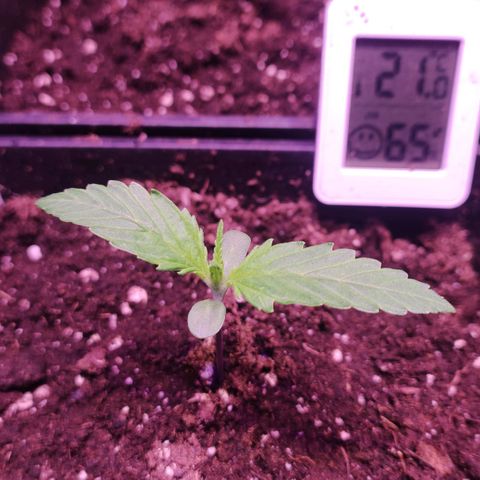 Sweet Seeds Mix growlog photo: Bis jetzt läuft alles nach Plan. 
1 - 6 sind gut entwickelt 
7 - 9 sind schwach entwickelt 
