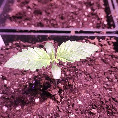 Sweet Seeds Mix growlog photo: Bis jetzt läuft alles nach Plan. 
1 - 6 sind gut entwickelt 
7 - 9 sind schwach entwickelt 
