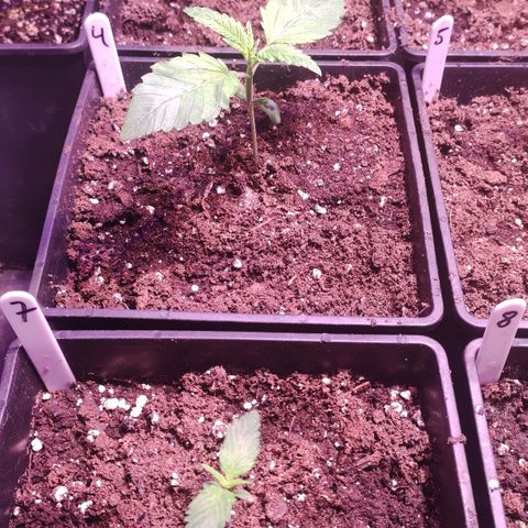 Sweet Seeds Mix growlog timeline photo