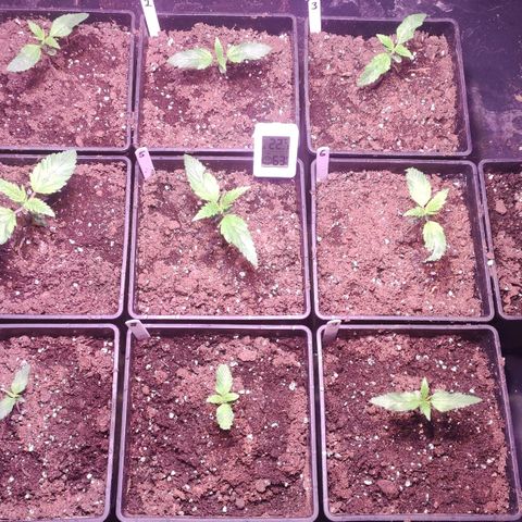 Sweet Seeds Mix growlog timeline photo