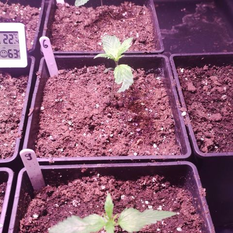 Sweet Seeds Mix growlog timeline photo